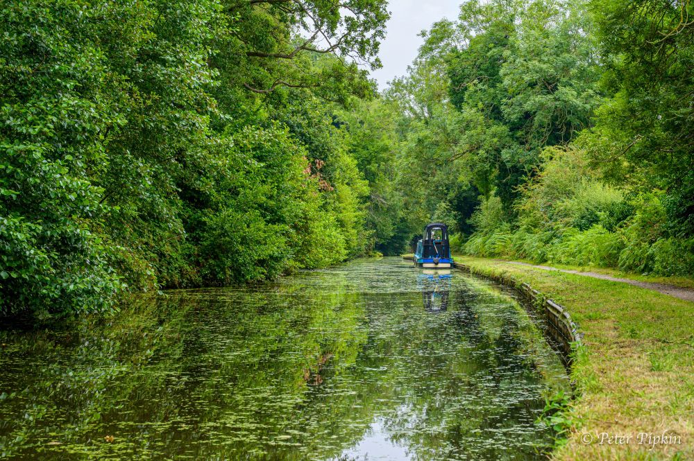 A canal runs through an avenue of green trees in full, vibrant summer colours. A grass towpath runs alongside the canal and a single narrowboat is moored towards the far end of the picture. The canal water is dotted with patches of green duckweed and reflecting the many trees.