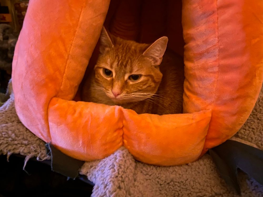 An orange kitten lies in a plush pumpkin cave. She is observing the poor mortals outside, who probably really wish they also had a plush pumpkin cave.