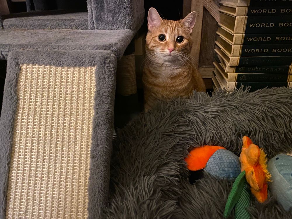 An orange kitten sits upright next to a stack of encyclopedias.