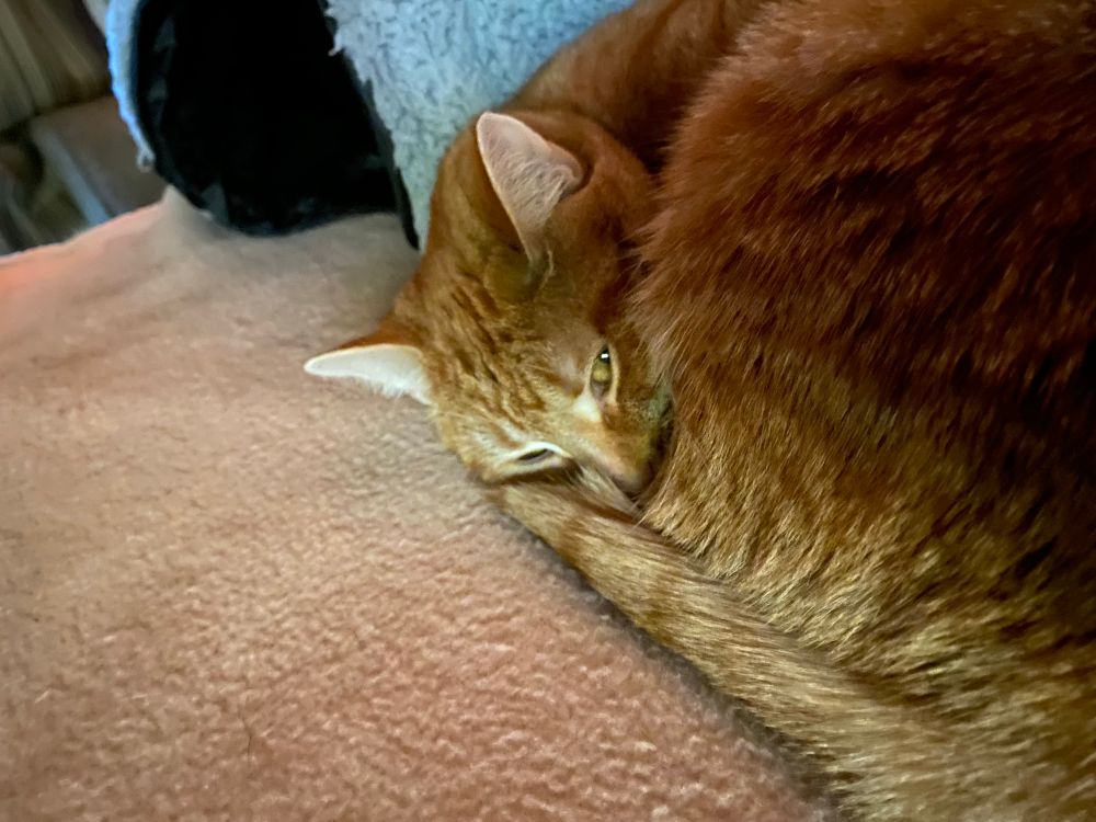 An orange kitten (who is approximately adult cat sized, shaped, and aged) lies in cinnamon roll form outside the entrance to her toroidal tunnel bed. Her eyes are slightly opened, conveying her annoyance at the photographer bothering her while she rests.