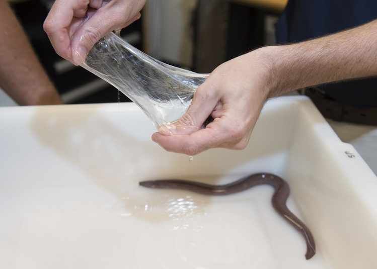No One Is Prepared for Hagfish Slime. A small hagfish in a white bin with a researcher holding some of it's mucus above it, showing how much it can produce to escape and how stretchy it is.