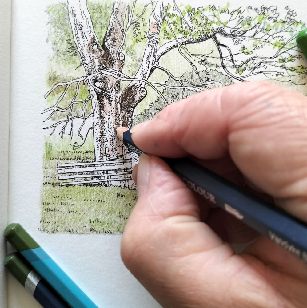 Colour pencil being used to add colour to a pen drawing of a tree. 