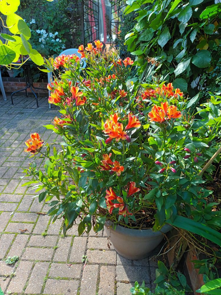A pot of bright orange and yellow flowers in a pot on a patio