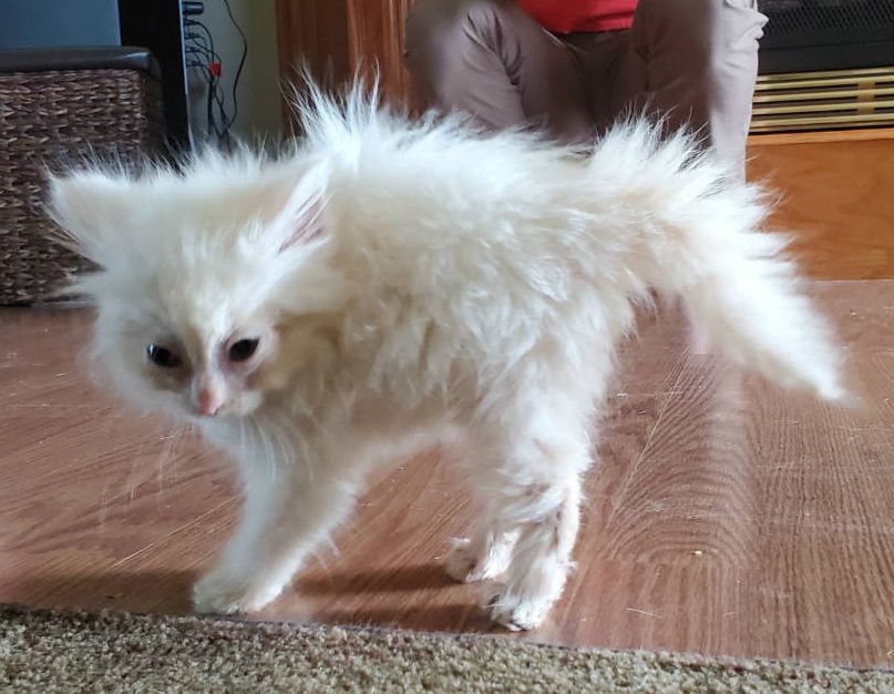 photo of a puffed up white kitten