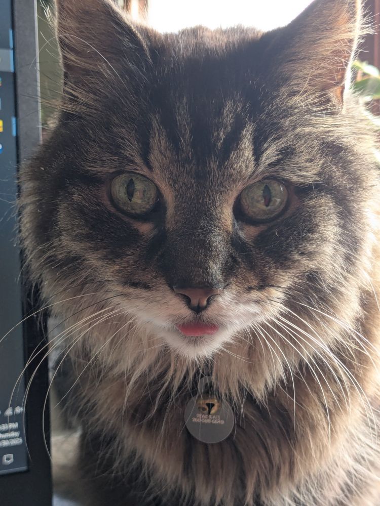 Fluffy brown cat looking at the camera with his tongue poking out