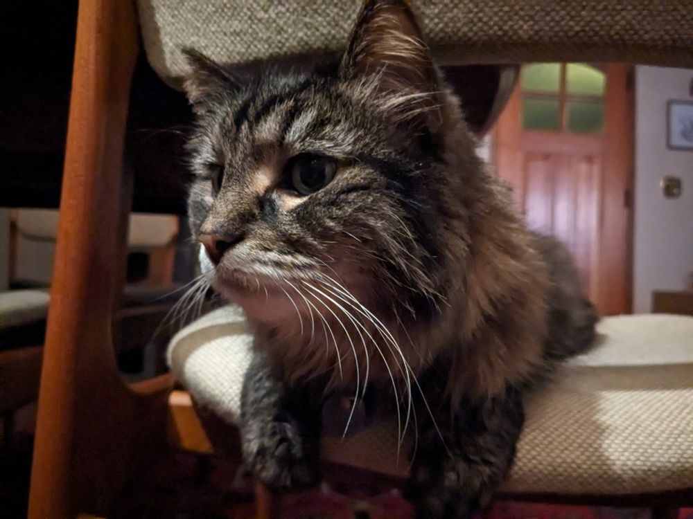 It's bear again. He is on a chair, looking to his right