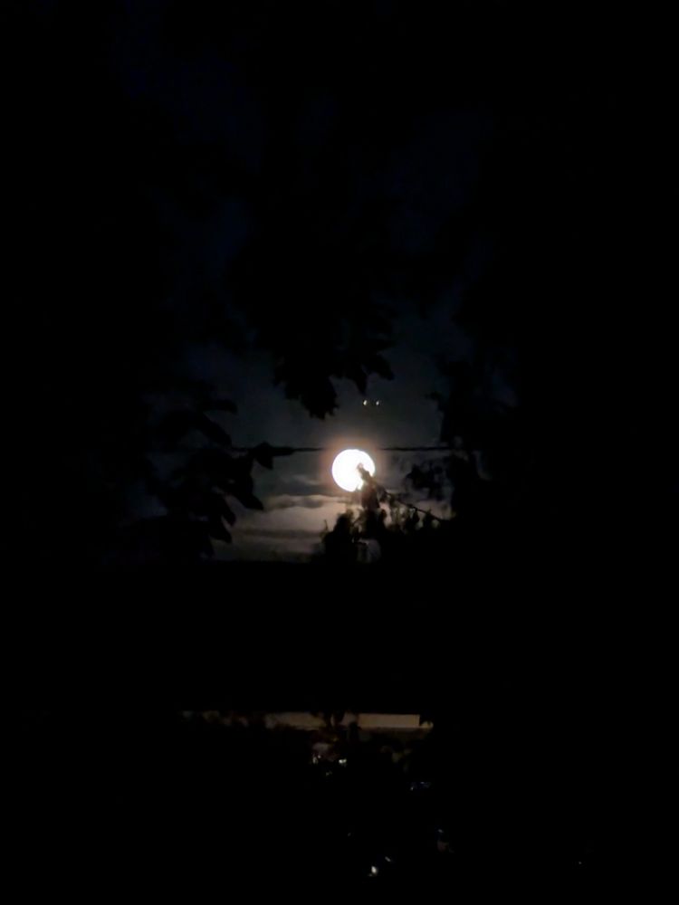 An inadequate picture of the sturgeon moon with shadowed tree limbs in the dark foreground