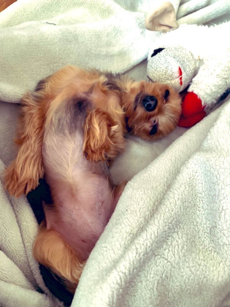 A small yorkie is laying on her back on a white blanket, next to a lambchop toy.