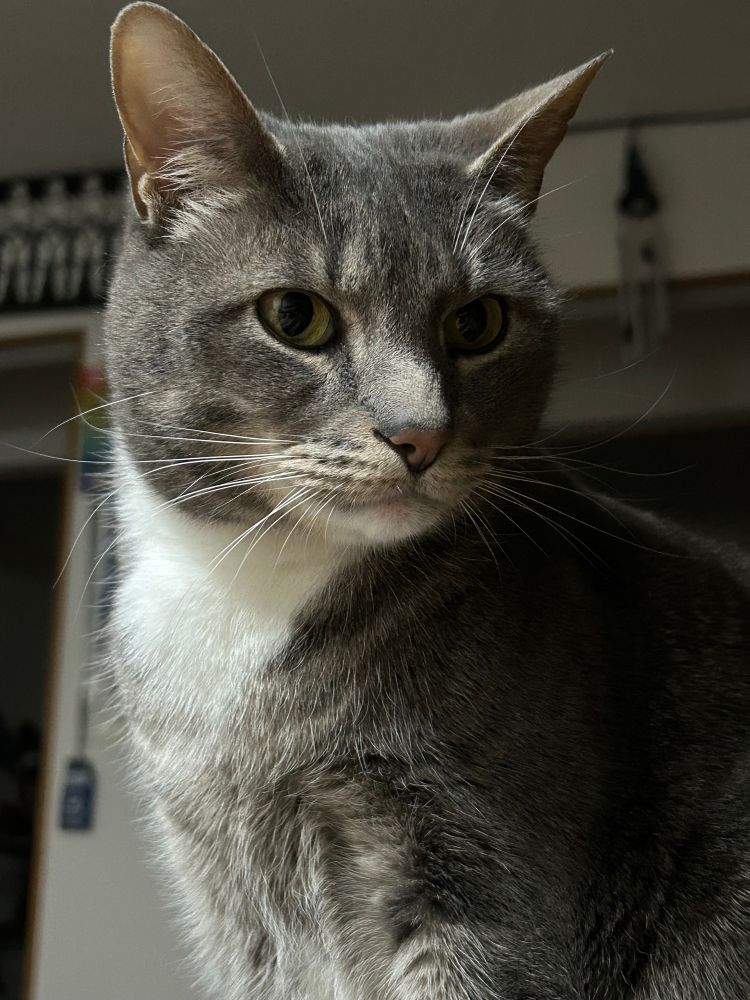 A grey tabby cat.