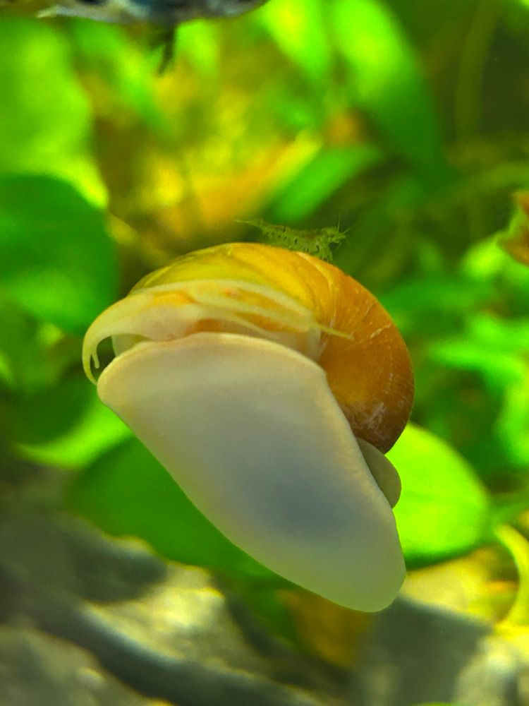 A yellow mystery snail with a small shrimp riding on its shell.