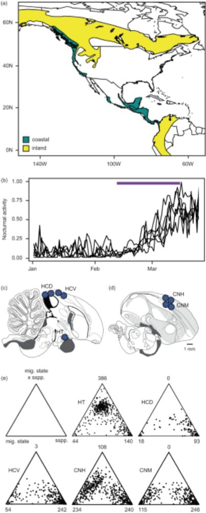 Gene regulation and speciation in a migratory divide between songbirds - Nature Communications