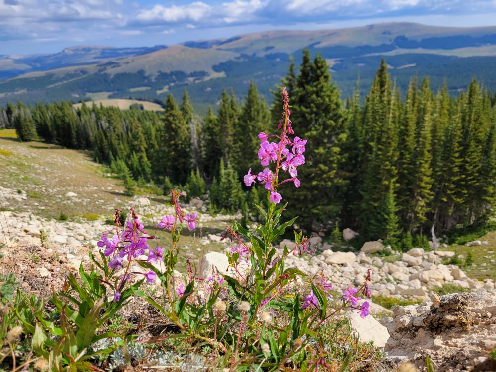 Fireweed blooming in Wyoming's Bighorn Mountains with mountain forest and meadows in background.