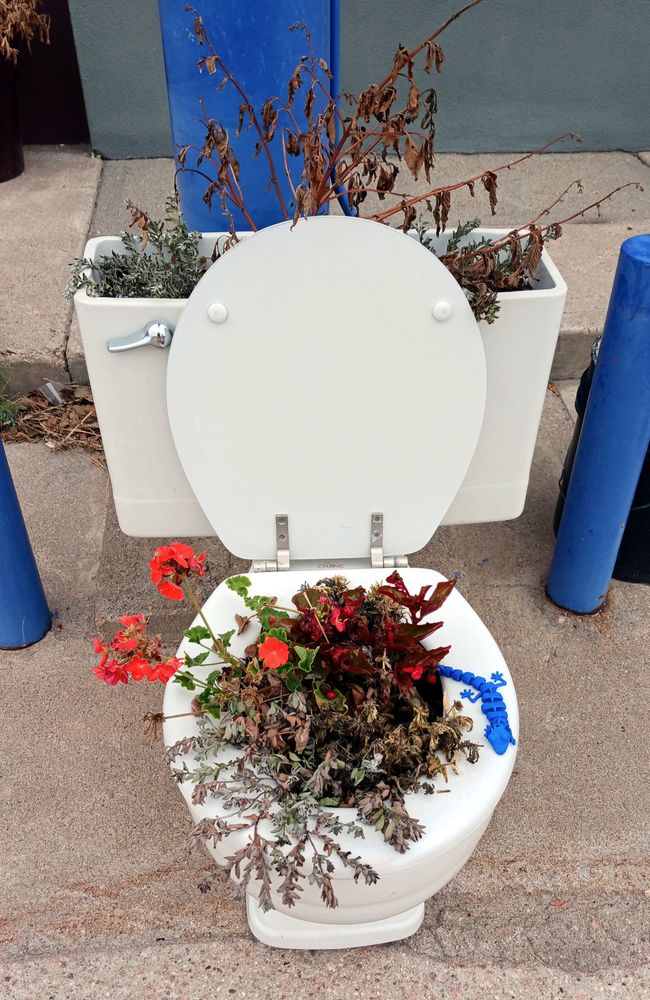 Blue Lizard rests on the seat of a toilet converted into a planter. Both the bowl and the tank have flowers and branches sprouting out of them.