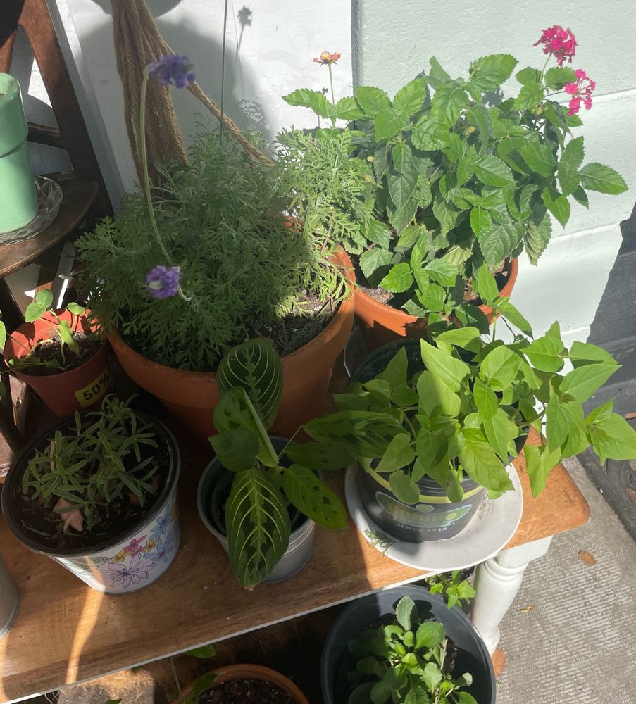 several house plants and herbs including lavender