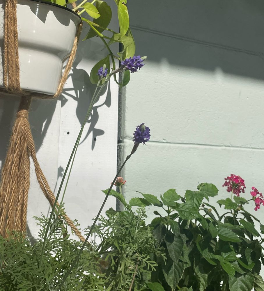 lavender flowers