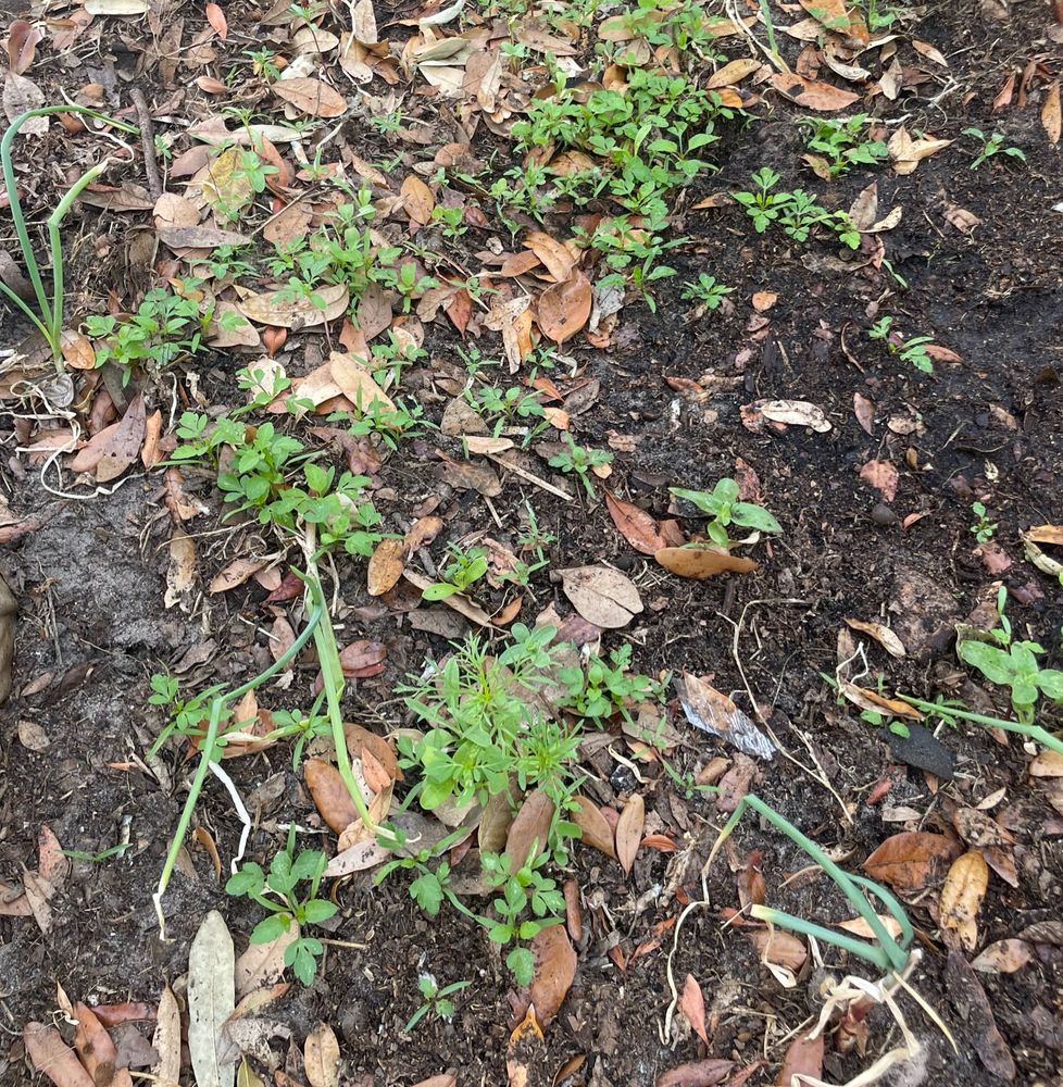 sprouts in the dirt