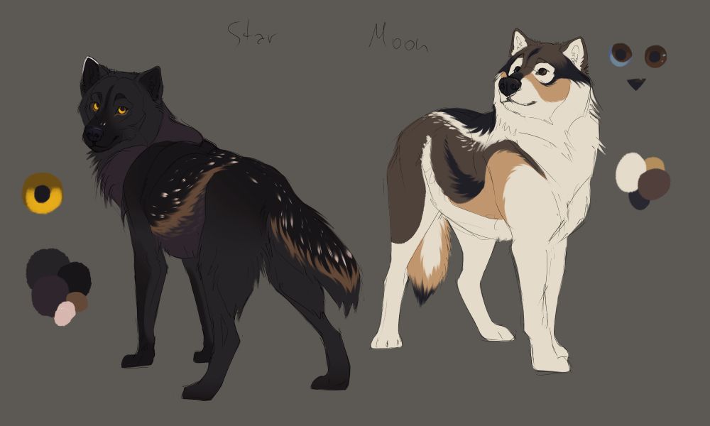 Reference image of two wolves. One is a larger, sturdier cream and brown male, with touches of black and caramel. The other is inspired by a starling (bird) with his black, slightly purple coat and white and caramel accents. 