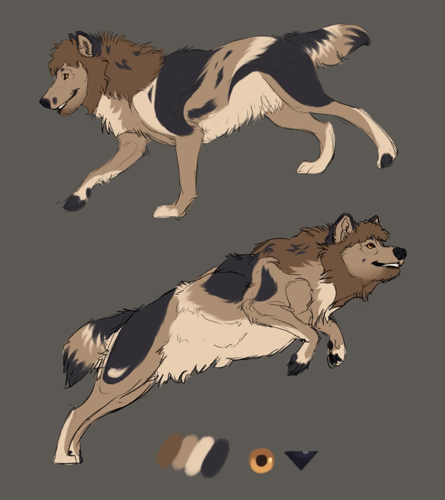 Reference picture of a wolf/wolfdog character. He has fluffy, curly fur, and a manearound his head that resebles curly hair. His colour palette is beige, cream, chocolate brown and a dull, dark gray/black. He has amber eyes. There are two views of the character, one of each side, as the design is quite comples, with asymmetrical splotches all around, resembling a tortoiseshell cat. 
