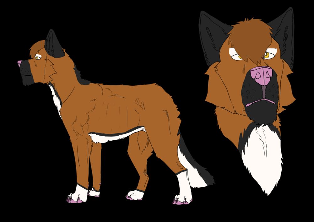 A reference image of an OC. A brown wolf, with black and white accents. He has a darker brown hair tuft a pink nose. A headshot and a fullbody. 