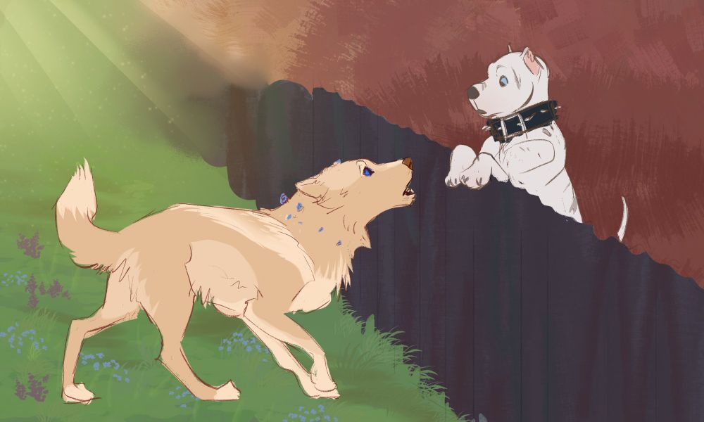 A cream coloured wolf meeting a white fighting pitbull over a fence 