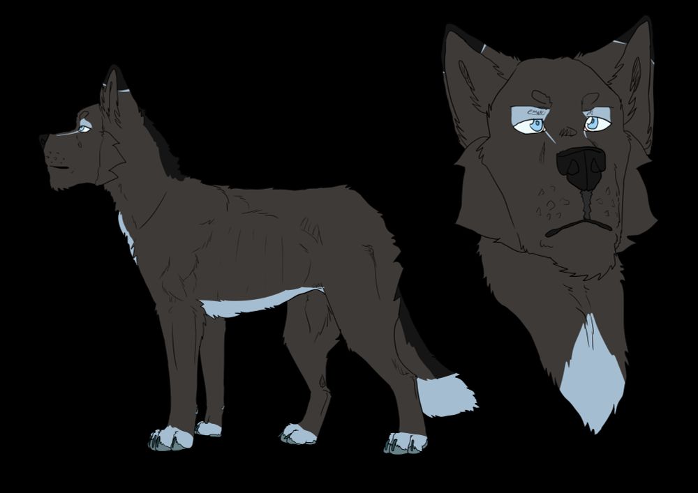 Reference image of a wolf character. Her fur is dark gray with black and powder blue accents, with light blue eyes and a dark nose. A fullbody and a headshot. 