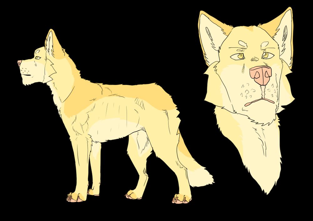 A reference image of a wolf OC. It's yellow in colour, with yellow eyes and a pink nose. Fullbody and a headshot. 