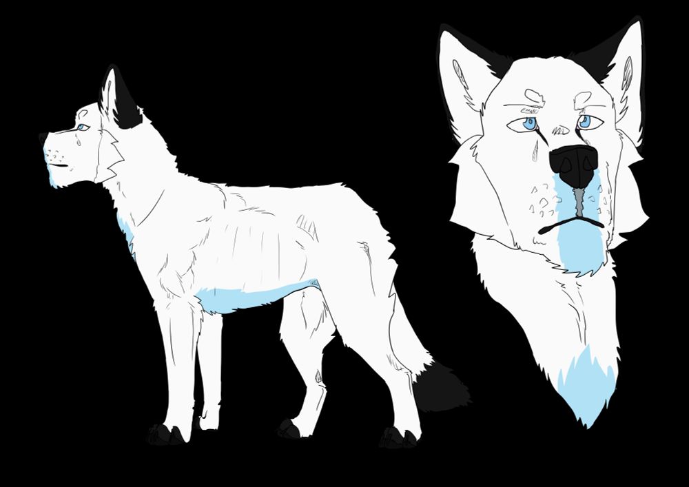 Reference picture of an original character. A white wolf with light blue and black markings and light blue eyes. A fullbody and a headshot. 