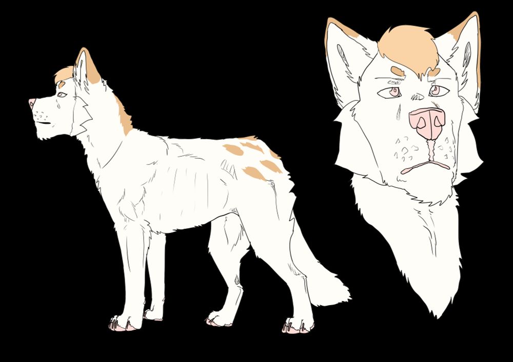 Reference image of a wolf character. It's a light cream coloured wolf with some pastel orange elements. A pink nose and pawpads, light golden eyes and a small hair tuft. A fullbody and a headshot. 