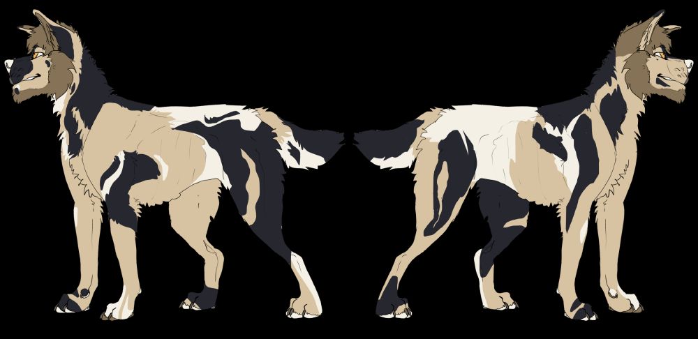 Reference picture of a wolf/wolfdog character. He has a mane around his head that resembles thick hair. His colour palette is beige, cream, brown and black. He has amber eyes. There are two views of the character, one of each side, as the design is quite complex, with asymmetrical splotches all around, resembling a tortoiseshell cat. 