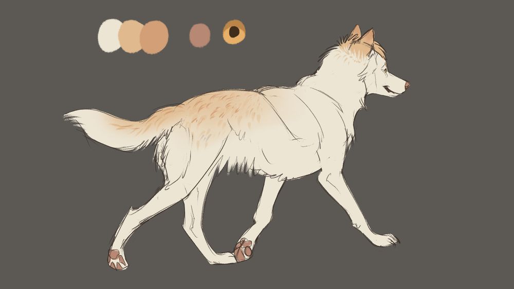 Reference image of a wolf character. It's a lean, young, light cream coloured wolf with some pastel orange elements. A pink nose and pawpads, light golden eyes and a small hair tuft. He's trotting away happily. 