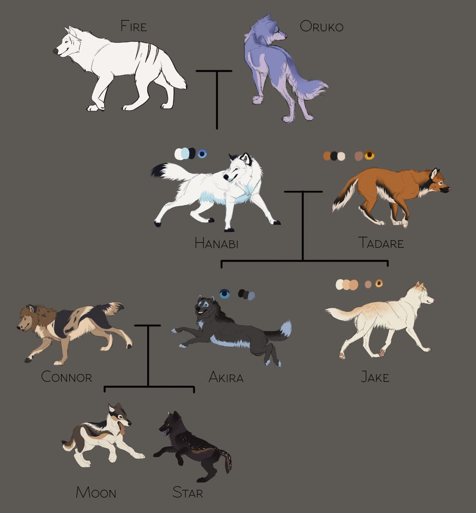 Family tree of wolf OCs. Fire (white wolf) and Oruko (blue wolf) had a daughter, Hanabi (white with blue and black accents). Hanabi then took a mate, Tadare (brown with black and white accents), and had two pups: Jake (cream with orange accents) and Akira (dark gray with black and blue accents). Akira then took a mate, Connor (brown with cream and black splotches and a darker brown mane), with whom she had two pups: Star (cream and brown, with caramel and black accents) and Star (dark gray, slightly purplish, with white and caramel accents).