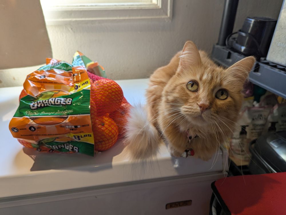 My orange cat next to an eight pound bag of oranges and now I can't tell which is which.
