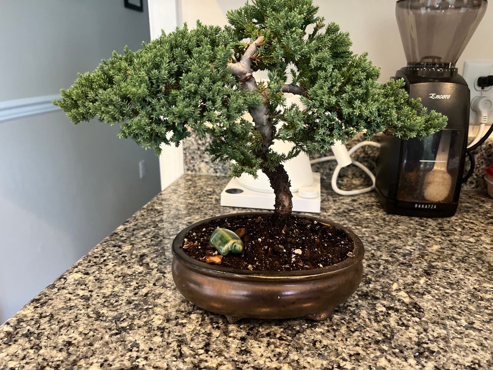 Bonsai with turtle figurine