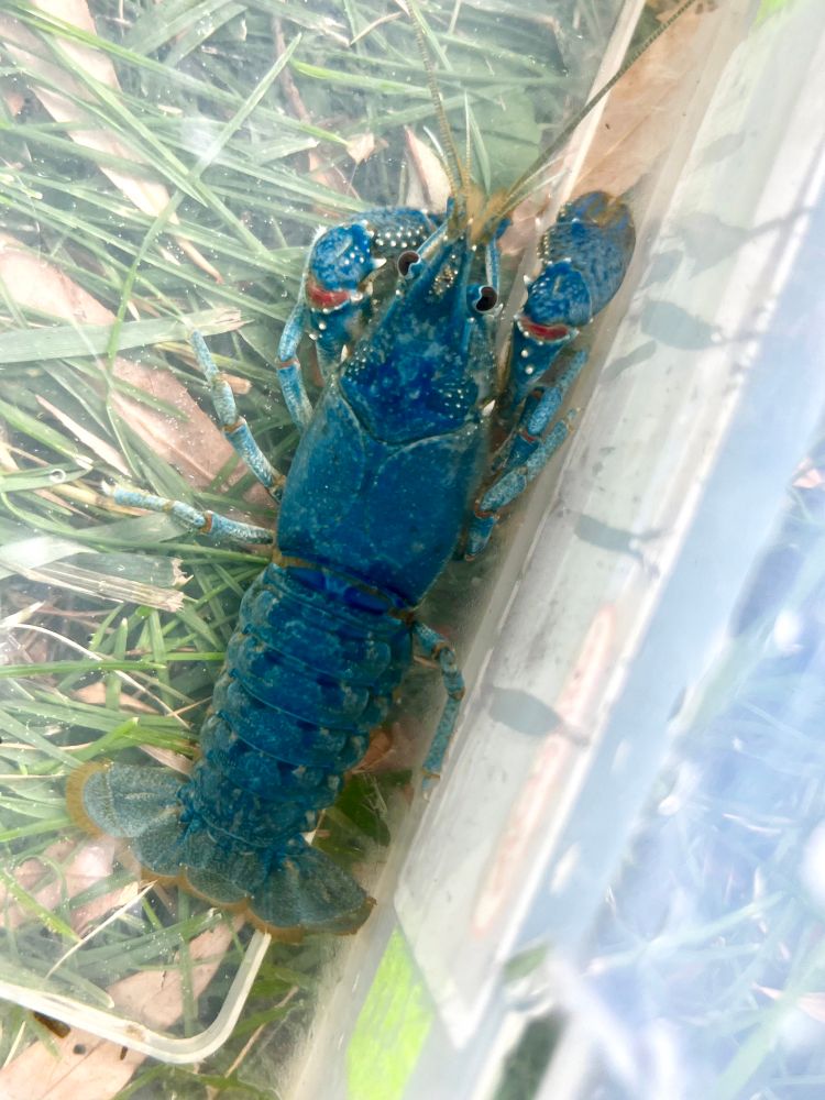 Blue female Faxonius virilis from the St. Lawrence river. 