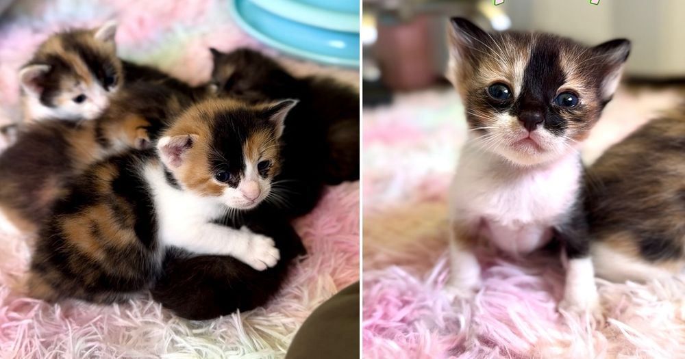 The Finding Nemo Litter Just Keep Growing....Just Keep Growing