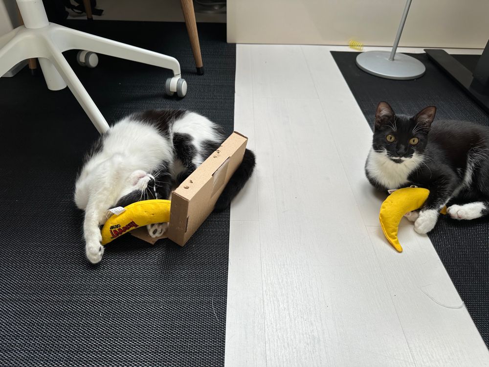 Babies first bananaphones 😻