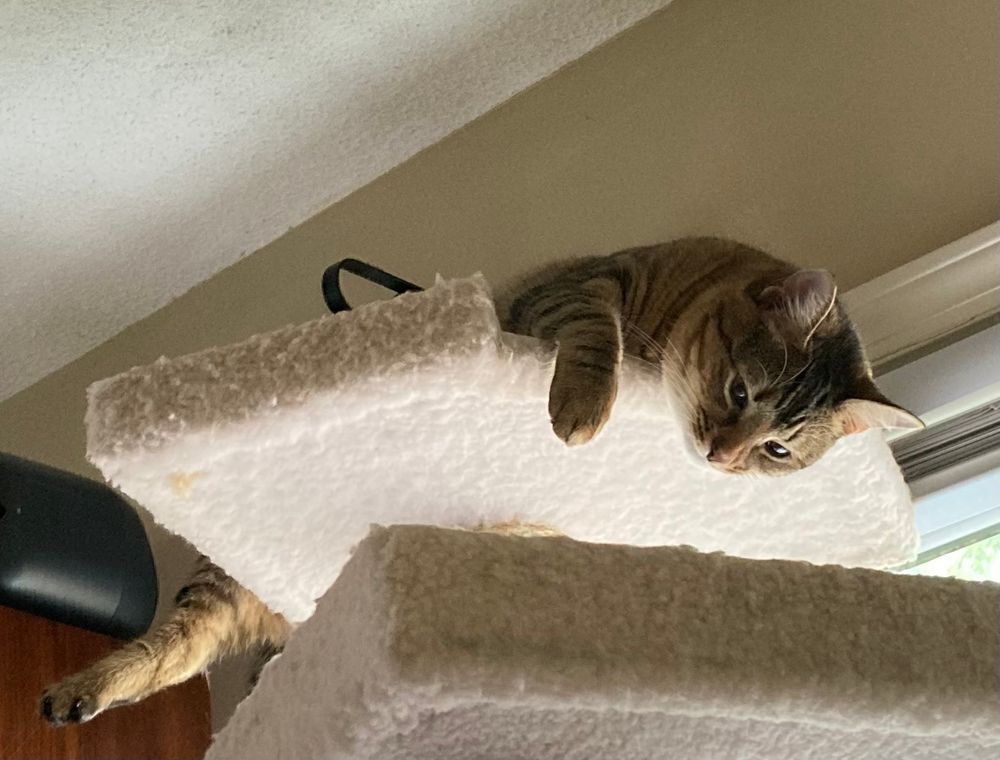 A brown tabby cat is draped over the top shelf of a cat tree. Her head and paw hang over the front. A hind leg hangs off the back. Because her life is very hard and exhausting 