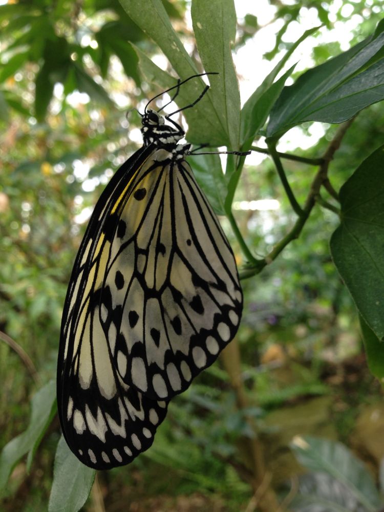 Closeup side view of a large black and white butterfly perched on a plant