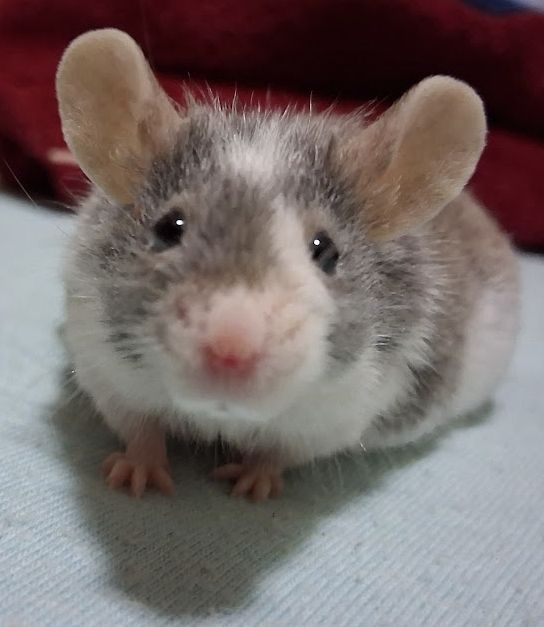My pet grey and white patterned mouse, Nettles on my bed, looking sweet and directly towards the camera.