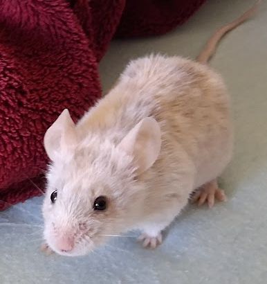 My pet white and grey brindle mouse, Silver on my bed looking at the left with his body fully in view.