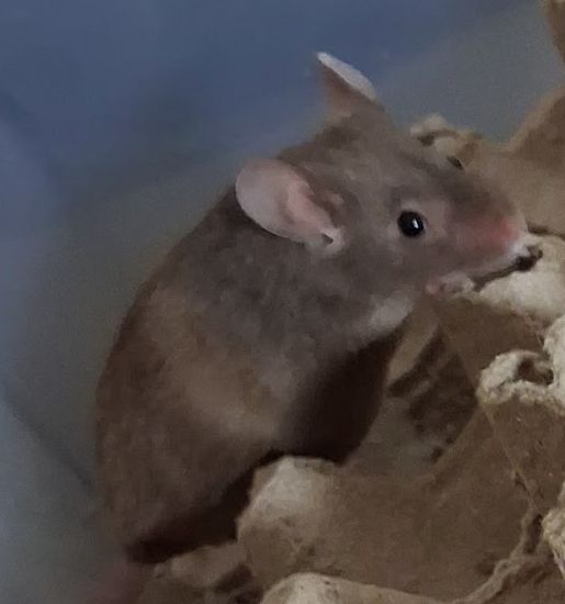 My pet brown mouse, Chai on an egg carton giving a suspicious glance at the camera.
