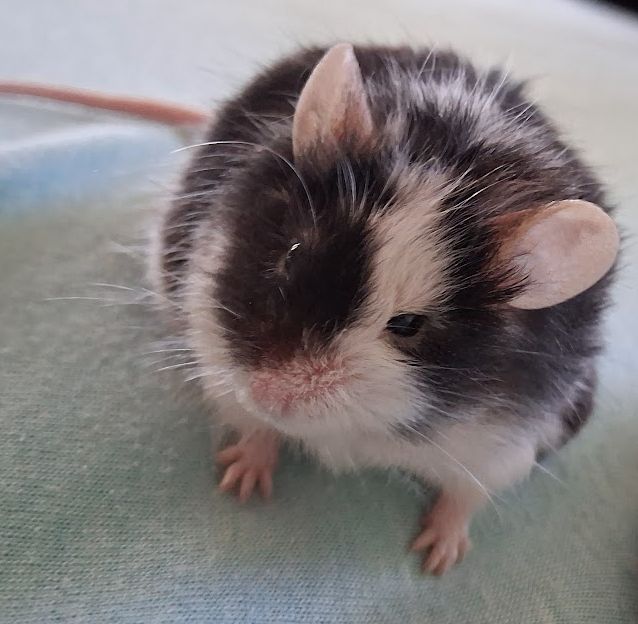My pet black and white patterned mouse, Pow Wow on my bed, looking like a fluff ball.