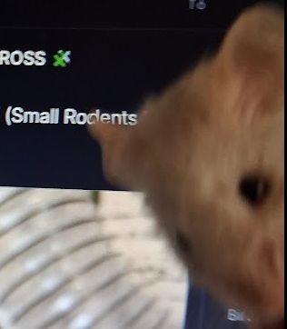 A picture of my white and grey brindle mouse, Silver, in front of a Bluesky post that says "Small Rodents". Silver's head is blurred and the rest of his body is out of view.