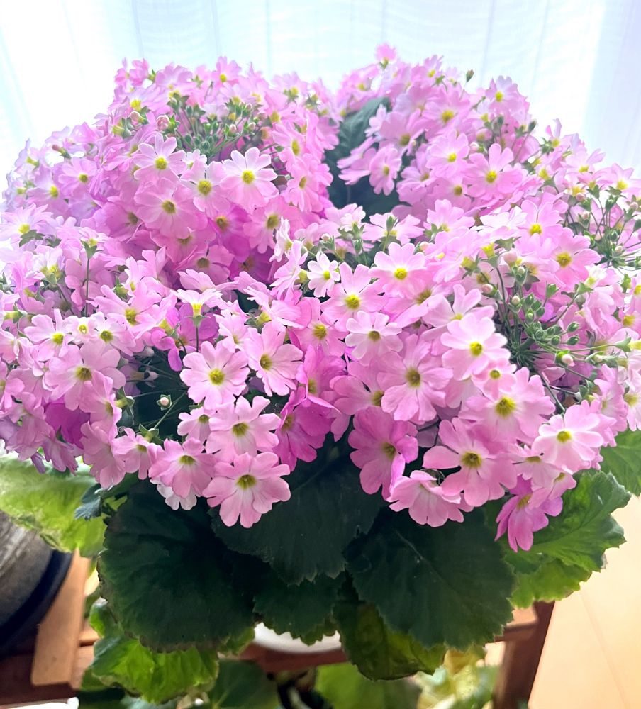 サクラソウ。ピンクの小花がたくさん咲いている。