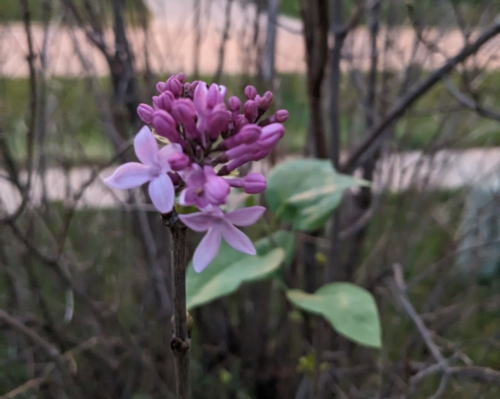 Lilac blooming in October