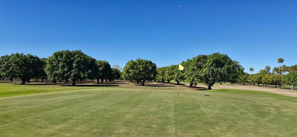Rows of manicured mango trees sit alongside a green at Ayr Golf Club. In fruiting season it must be tempting to snack.