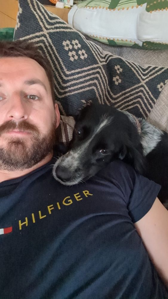A very tired looking man being cuddled by a very wonderful black and white springer spaniel 