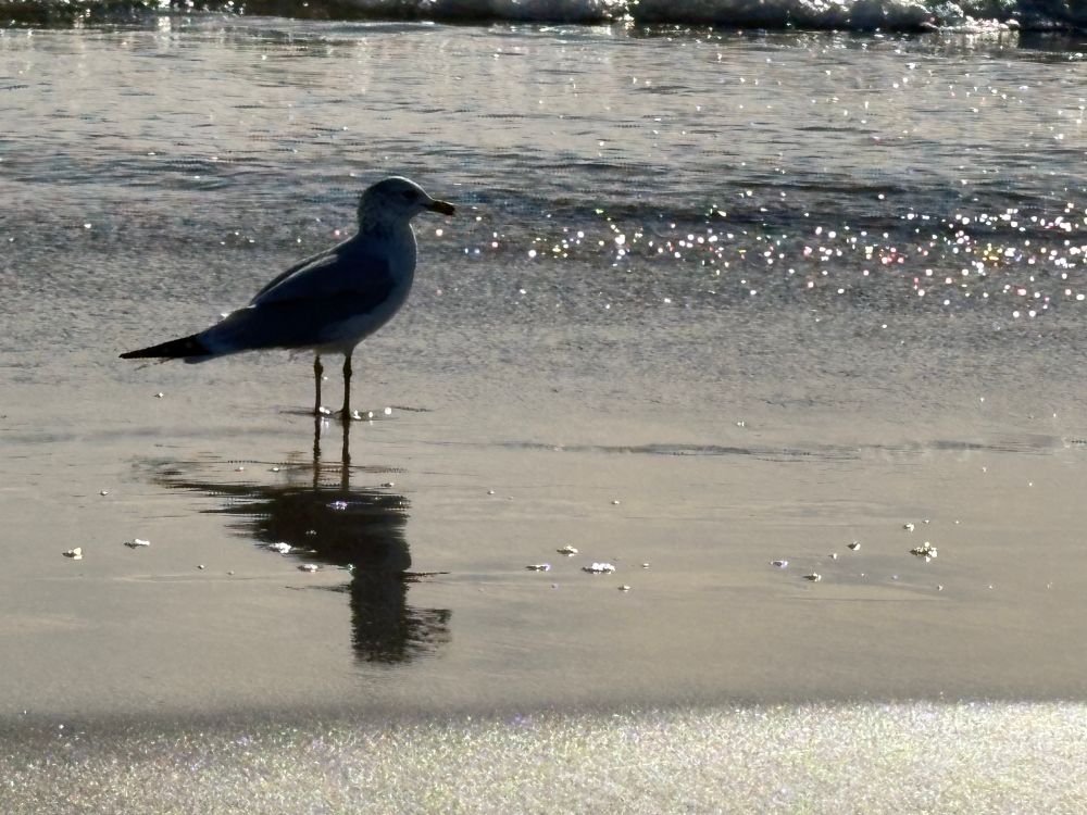 A seagull standing in the shallow water at the beach