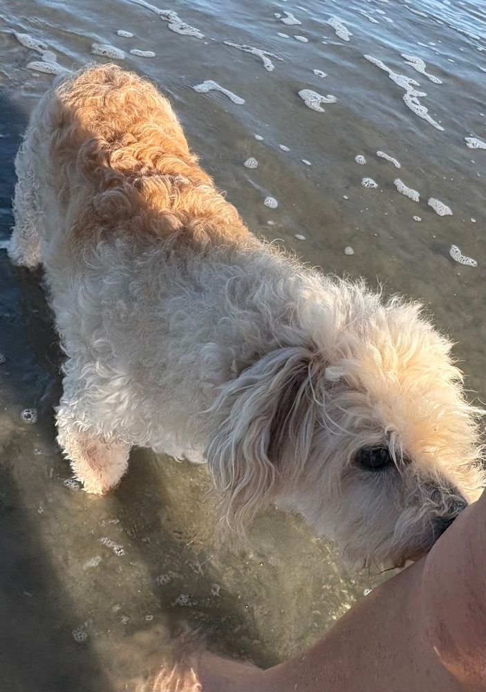 A small curly haired blonde dog sniffing my leg. We’re both standing in shallow water at the beach.
