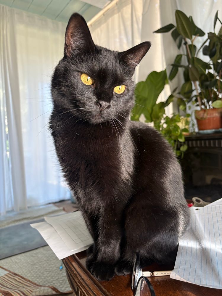 A beautiful, shiny black cat with big golden eyes